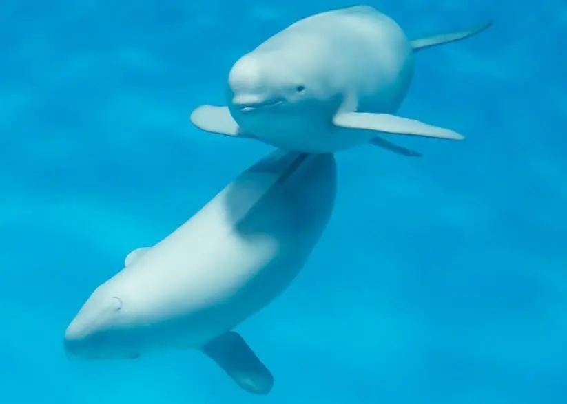 BEIS said that the QuietSea system would be fully effective at detecting cetacean species of specific concern