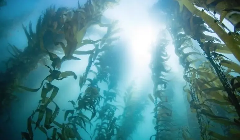Kelp forests provide huge biodiversity (Photo: Creative Commons)