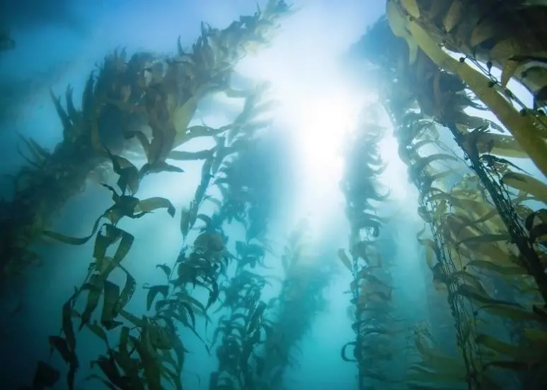 Kelp forests provide huge biodiversity (Photo: Creative Commons)