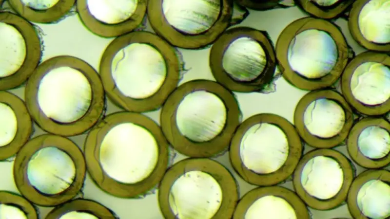 Biocomponent filament cross sections (Photo: Centexbel)