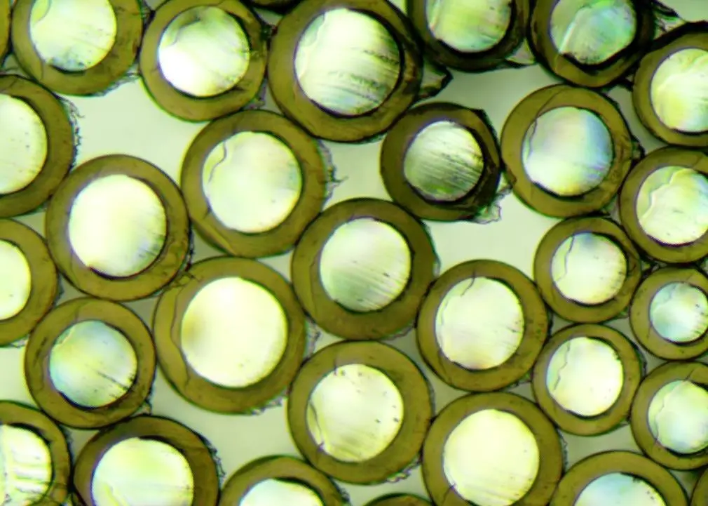 Biocomponent filament cross sections (Photo: Centexbel)
