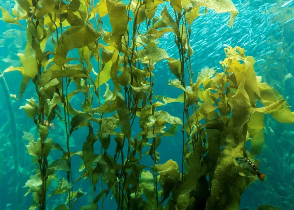 kelp