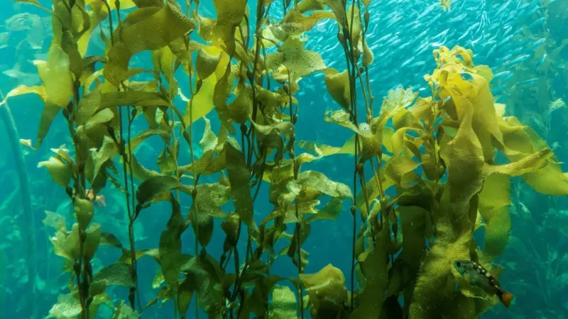 kelp