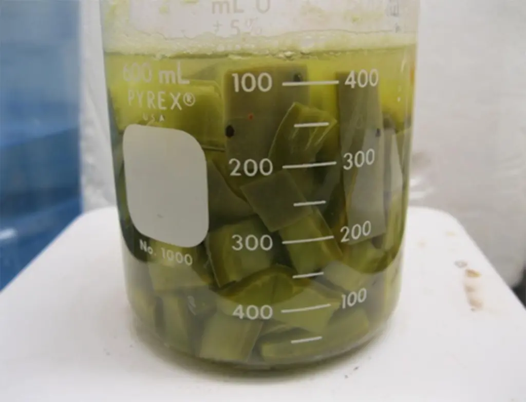 The cacti for the new dispersant will need harvesting by robust, commercial machinery... but it won’t compete with food crops. Photo: University of South Florida