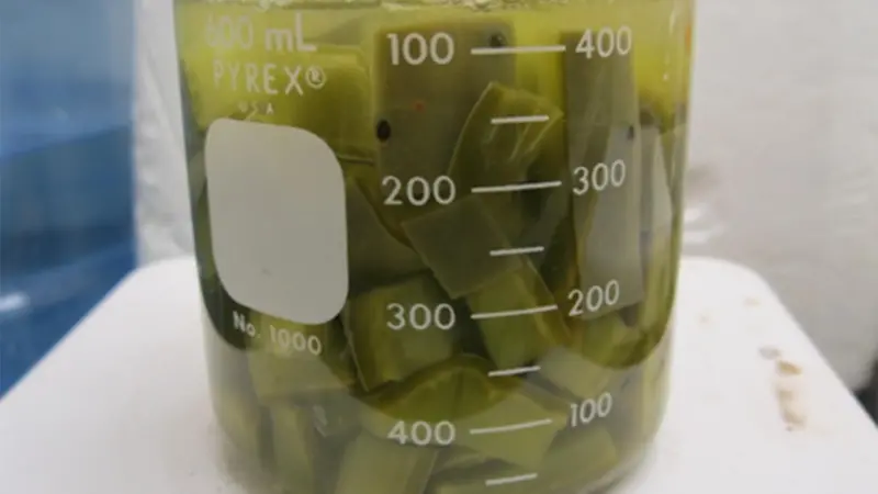 The cacti for the new dispersant will need harvesting by robust, commercial machinery... but it won’t compete with food crops. Photo: University of South Florida