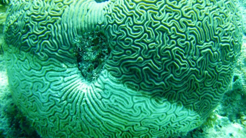 White Plague outbreak caused by warming seas triggered coral deaths, not dredging as previously claimed, says study (Photo: WPrecht)