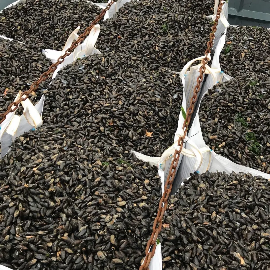 00_55985_The-future-of-mussel-farming-2_lowres1