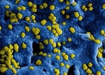 coronavirus