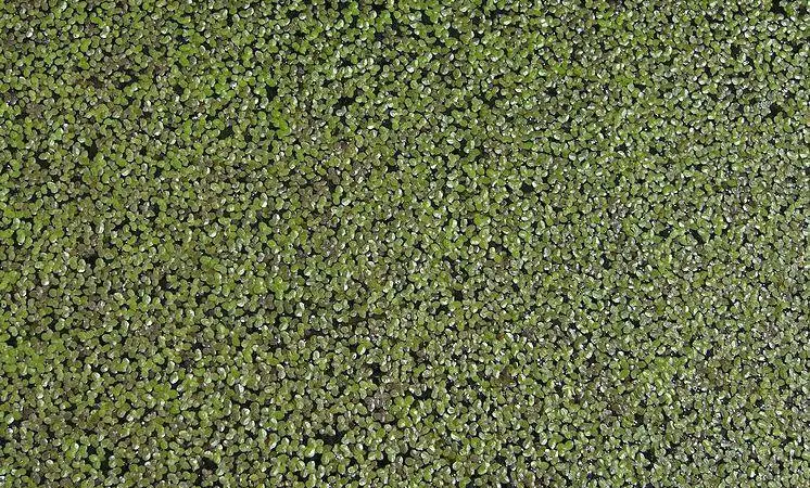 Duck weed