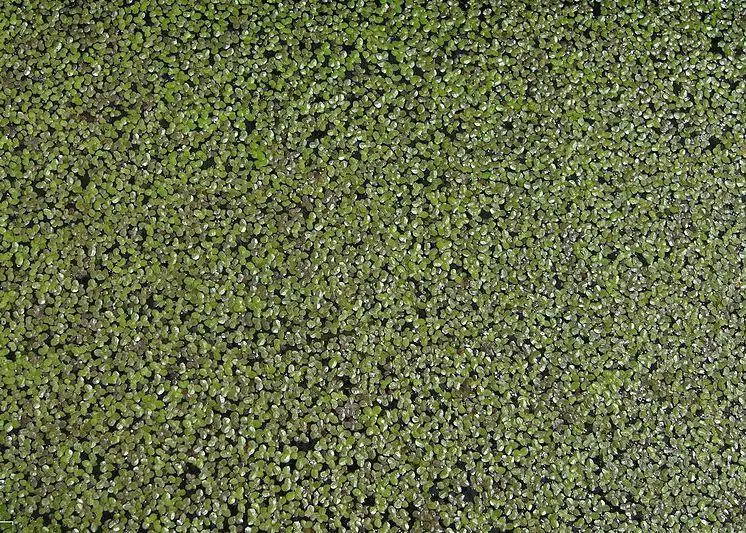 Duck weed