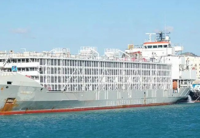 'Gulf Livestock 1'