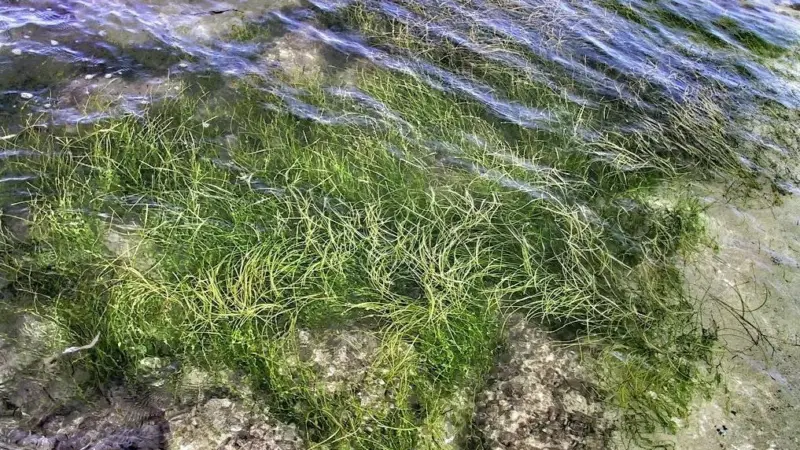 Seagrass beds are of great importance for shallow marine coastlines