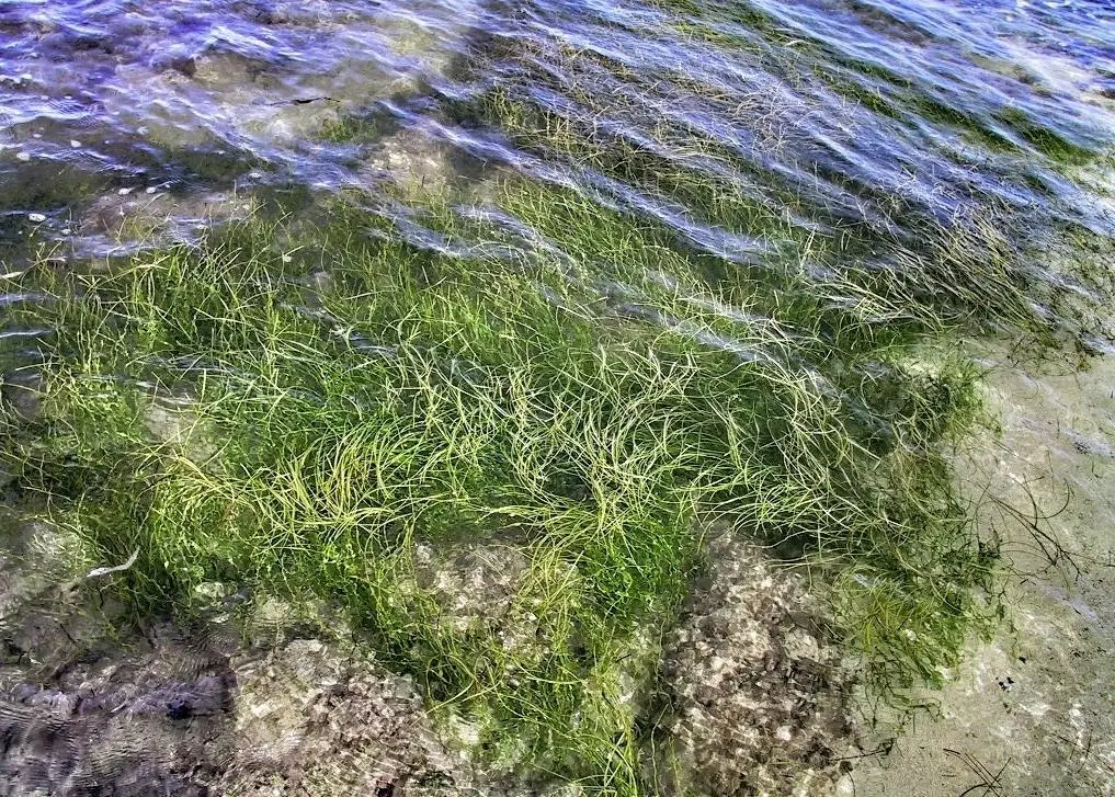 Seagrass beds are of great importance for shallow marine coastlines