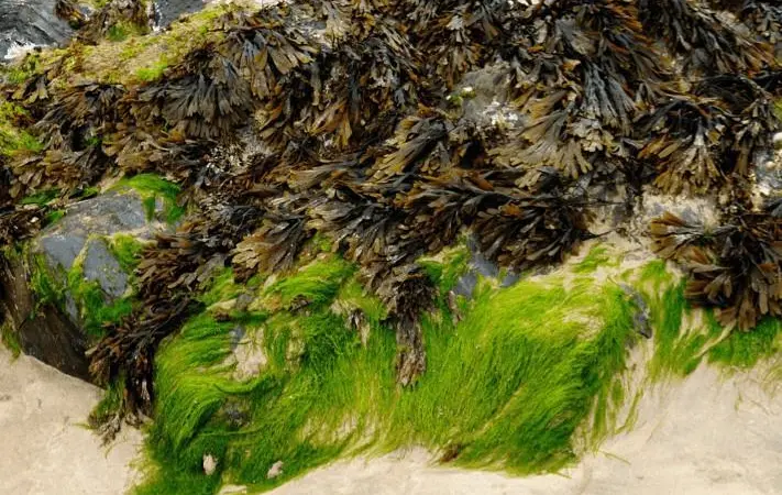 Seaweed contributes to ocean health Photo: Seaweed for Europe Coalition