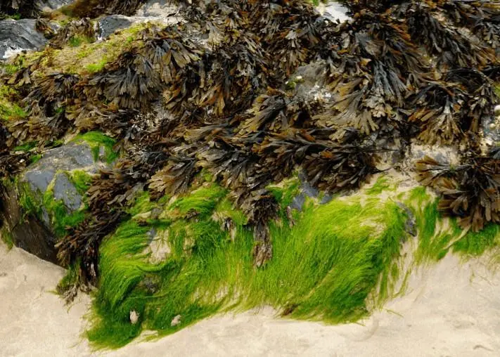 Seaweed contributes to ocean health Photo: Seaweed for Europe Coalition