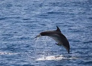 Marine mammal surveys will take place over a 2 year timeline