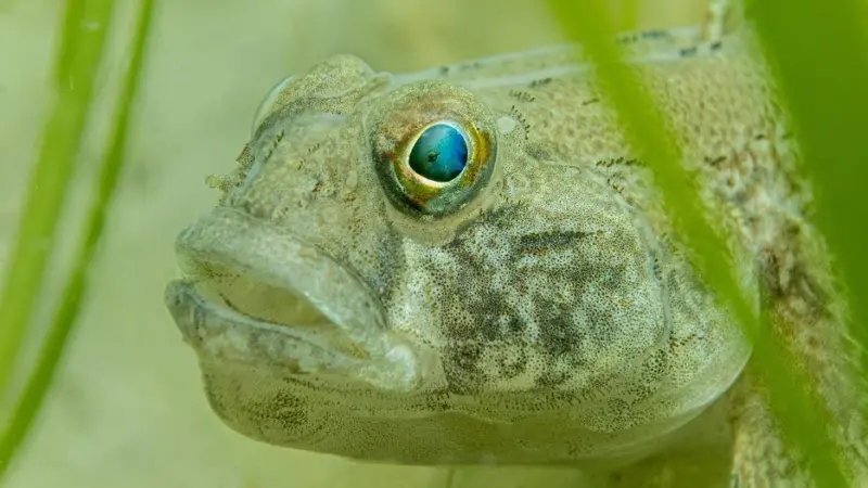 Black goby in seagrass