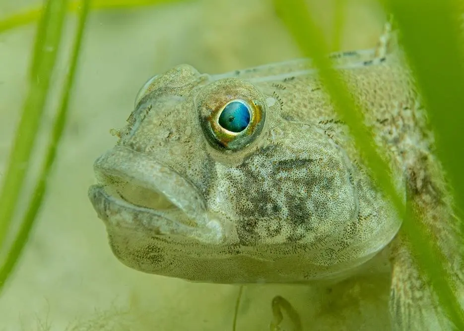 Black goby in seagrass