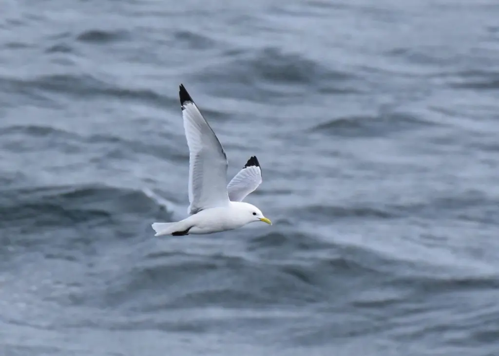 kittiwake