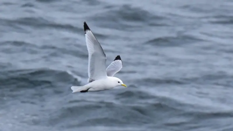 kittiwake