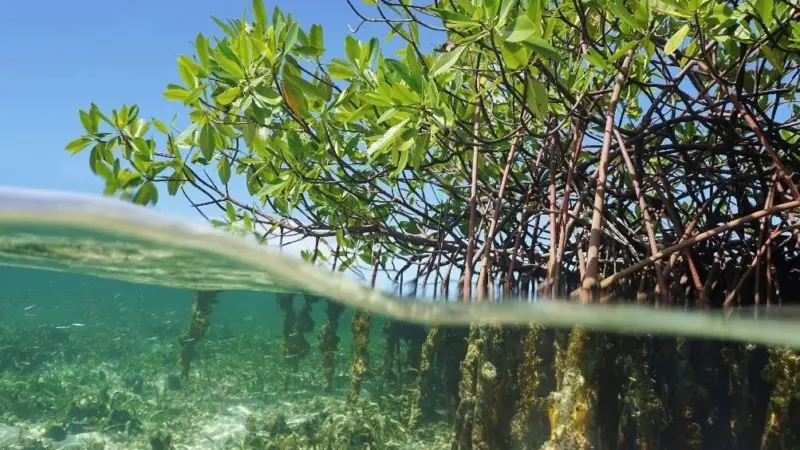 Mangroves, a tree found in tropical and sub-tropical regions that acts as a natural coastal defence for areas threatened by coastal inundation