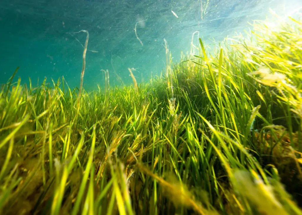 seagrasses