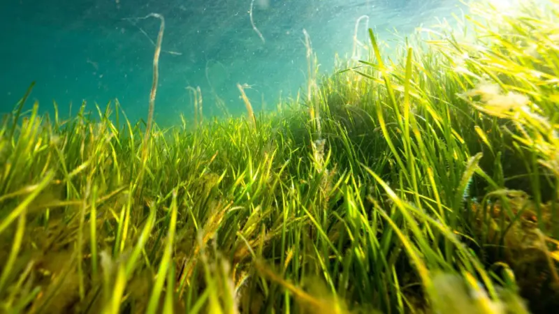 seagrasses