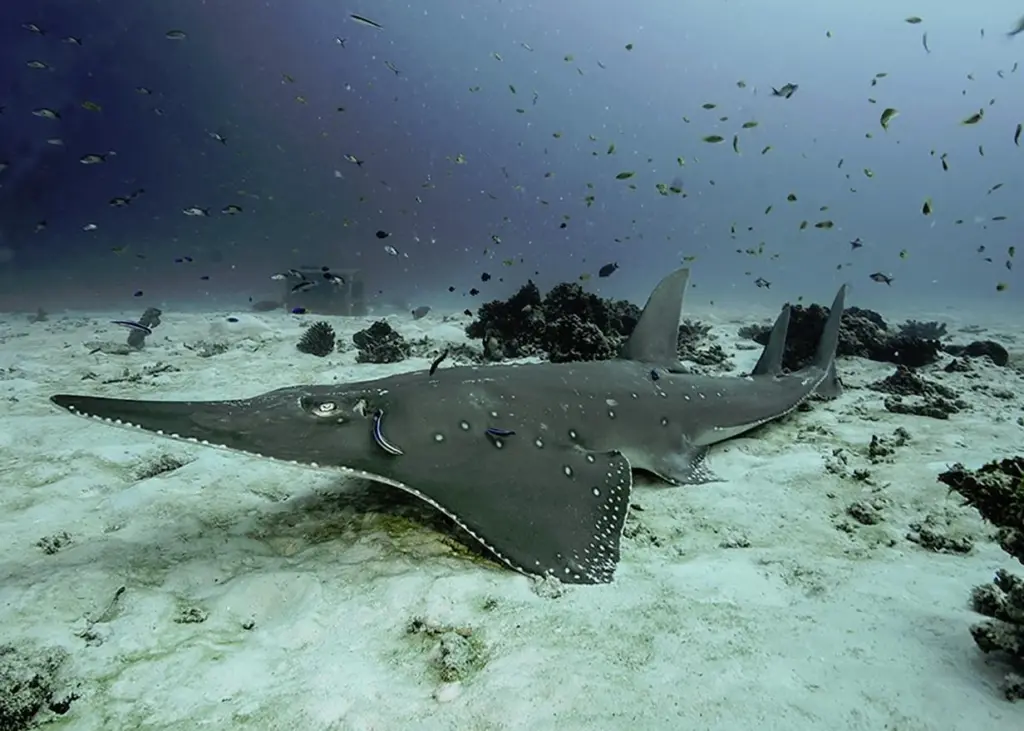 The bottlenose wedgefish makes its Maritime Journal debut