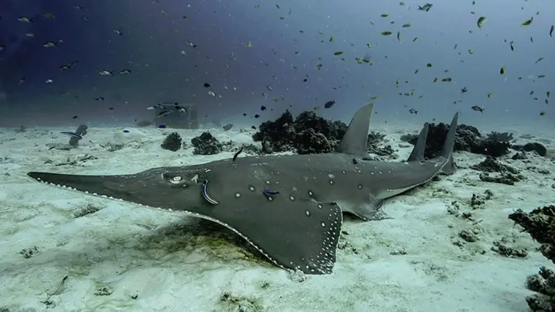 The bottlenose wedgefish makes its Maritime Journal debut