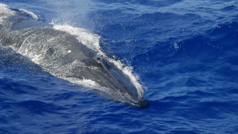 whale