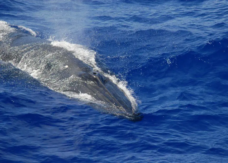 whale