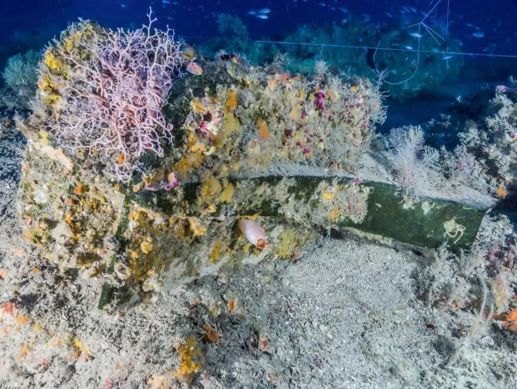 114 species of animals found on a ship’s ram from a Carthaginian ship