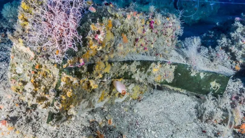 114 species of animals found on a ship’s ram from a Carthaginian ship