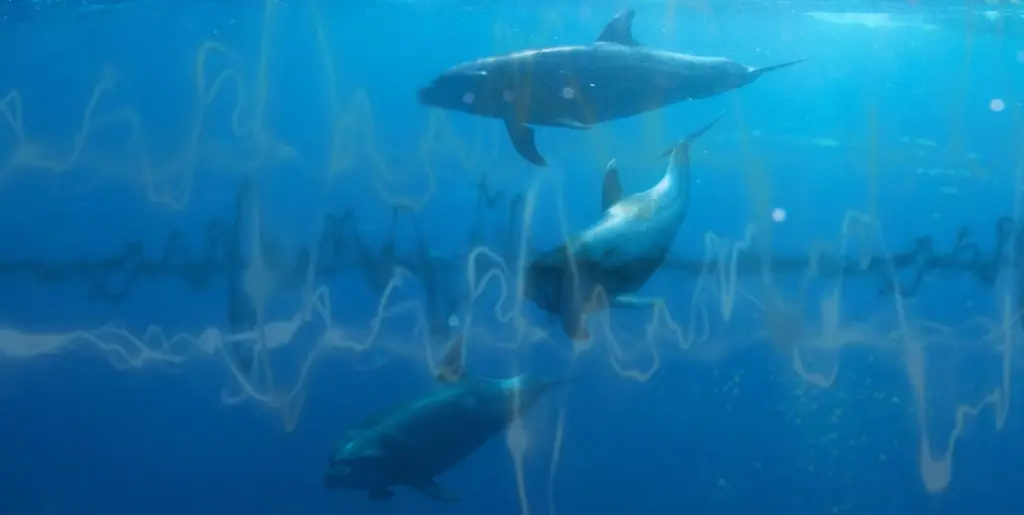 KR has issued new class notation and guidance to help tackle underwater noise