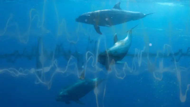 KR has issued new class notation and guidance to help tackle underwater noise