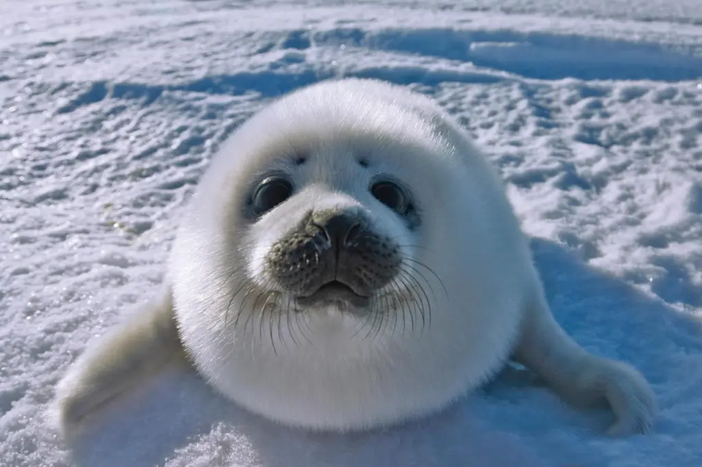 seal