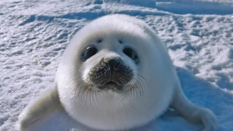 seal