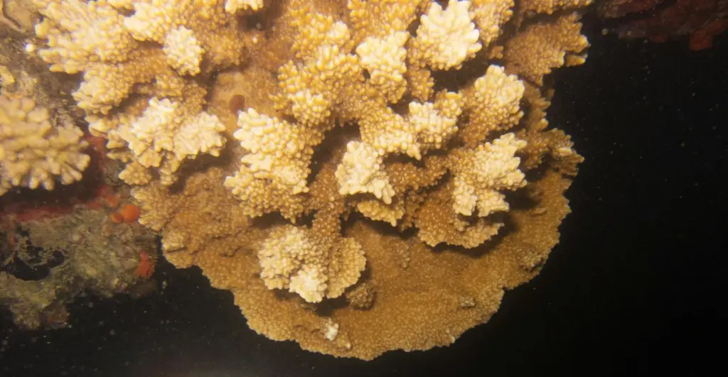 Coral Montipora capiitata