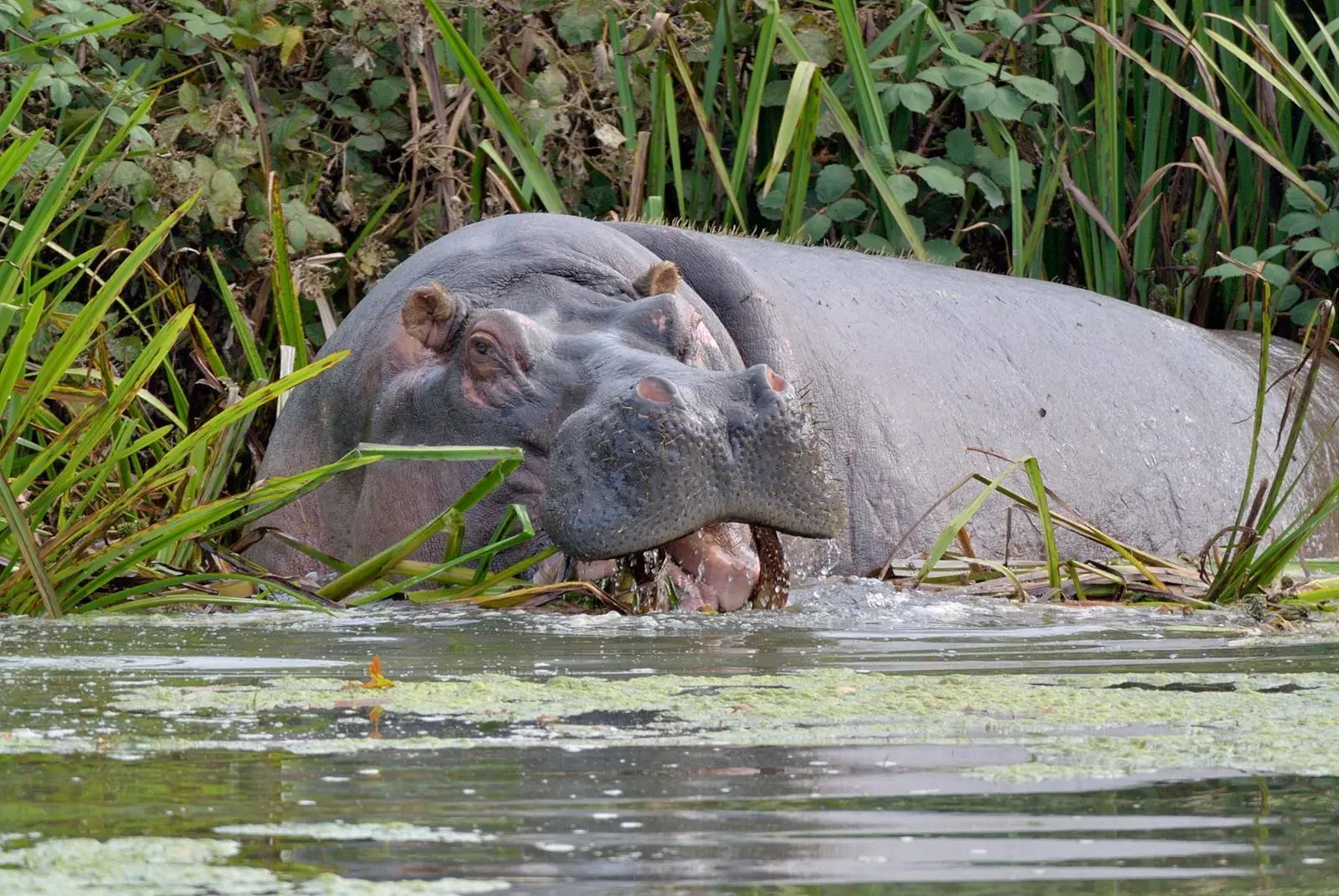Hippo