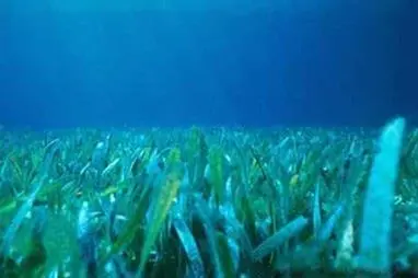 Seagrass bed