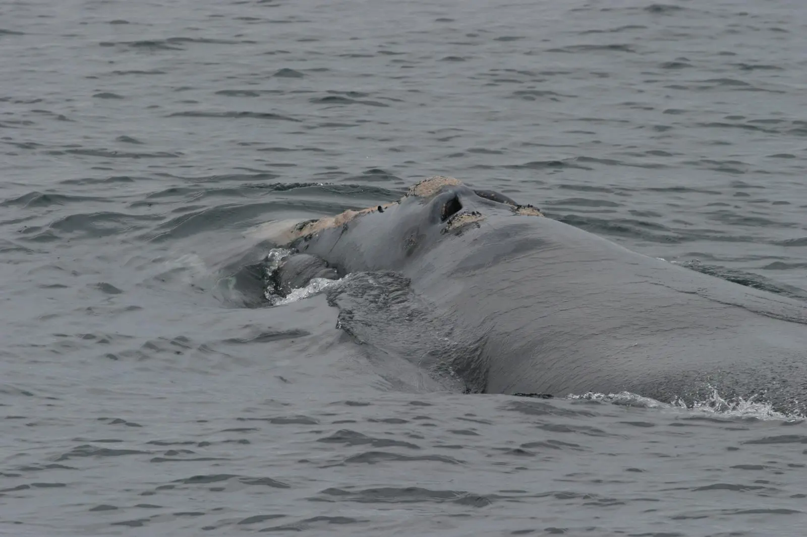 Whale