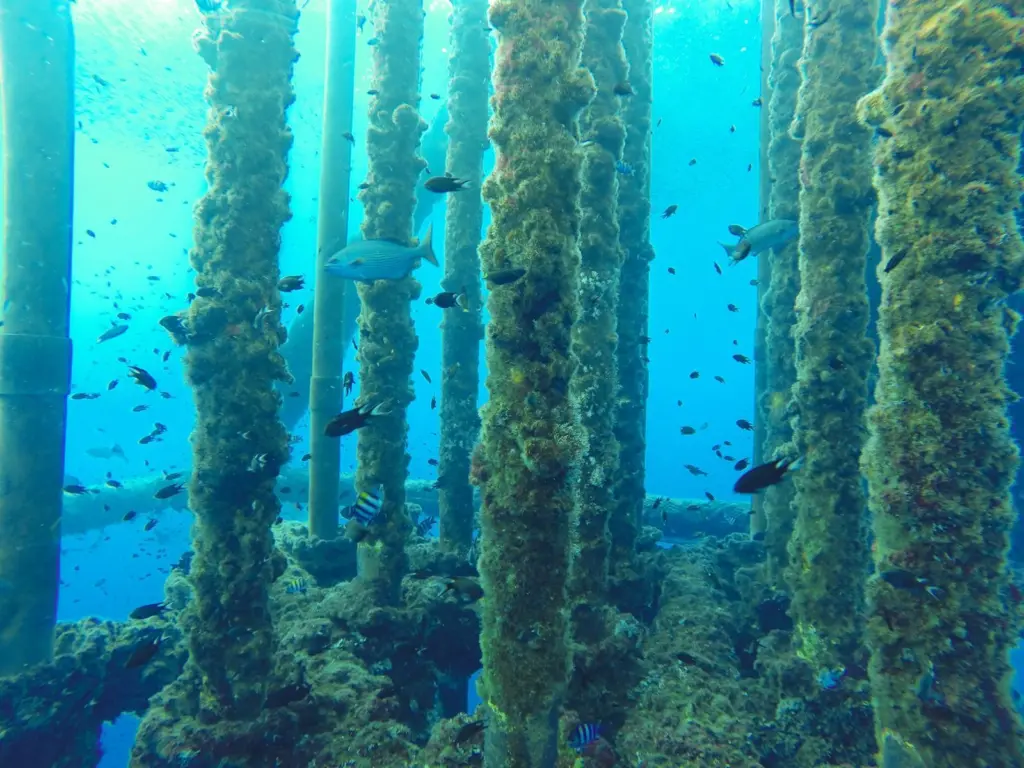 CessCon Decom, has teamed up with researchers at Abertay University to explore how marine growth can be recycled and reused