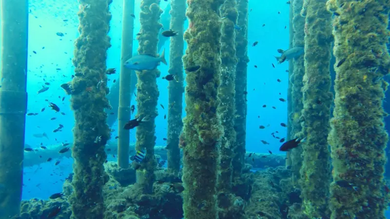 CessCon Decom, has teamed up with researchers at Abertay University to explore how marine growth can be recycled and reused