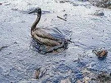 220px-Oiled_Bird_-_Black_Sea_Oil_Spill_111207