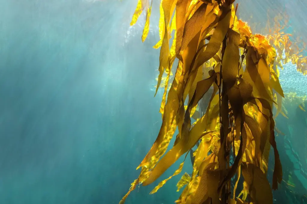 seaweed