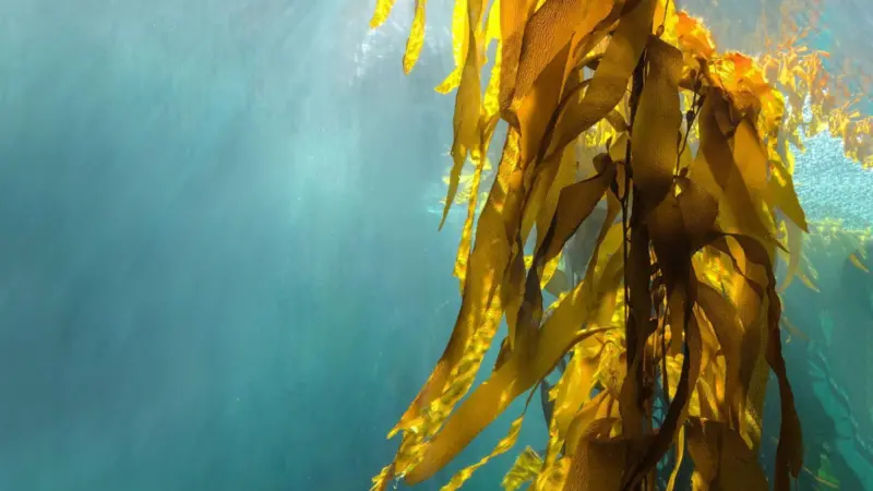 seaweed