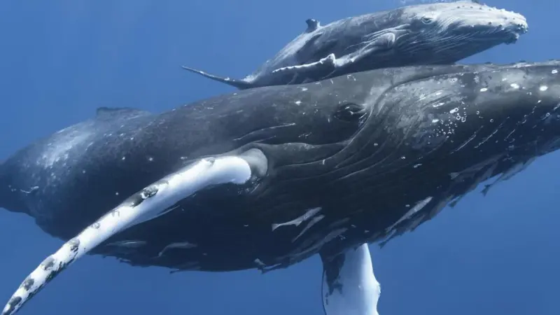 Humpback whale and calf.jpeg