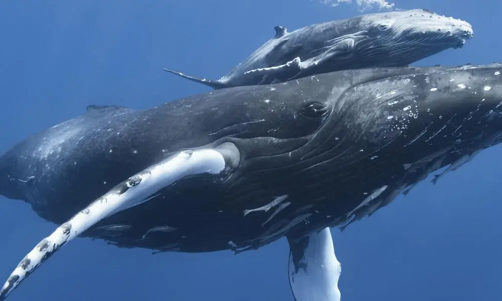 Humpback whale and calf.jpeg