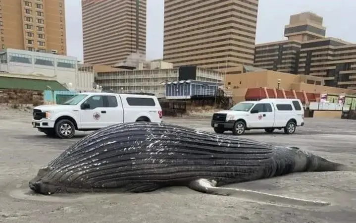 Humpback-whale-necropsy-on-December-23_-2022-in-Atlantic-City_-NJ-_photo-John-Munroe_
