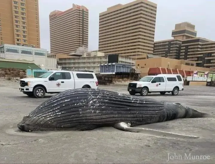 Humpback-whale-necropsy-on-December-23_-2022-in-Atlantic-City_-NJ-_photo-John-Munroe_